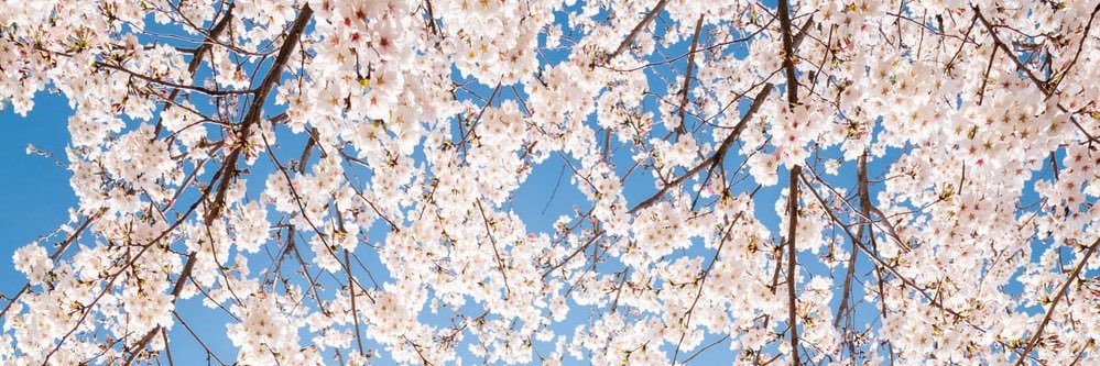 elle (ia) banner