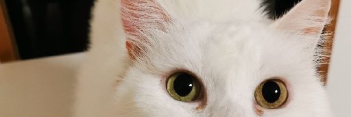 KT | PRUMエンジニア留学にてJava学習中 banner