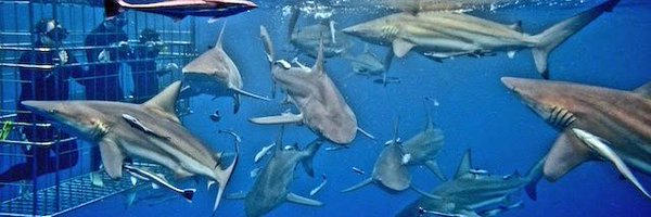 CageDive Profile Banner