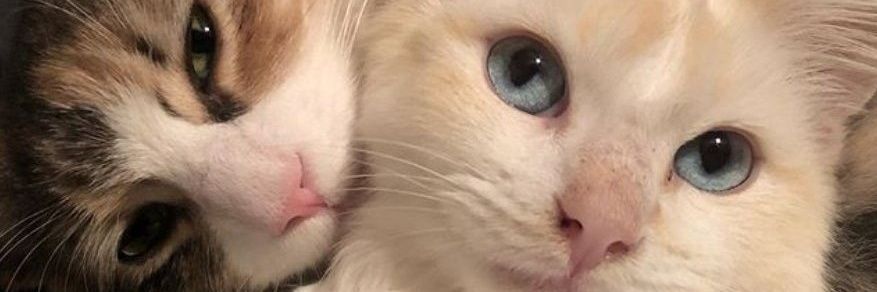 imyoomaa's profile banner image