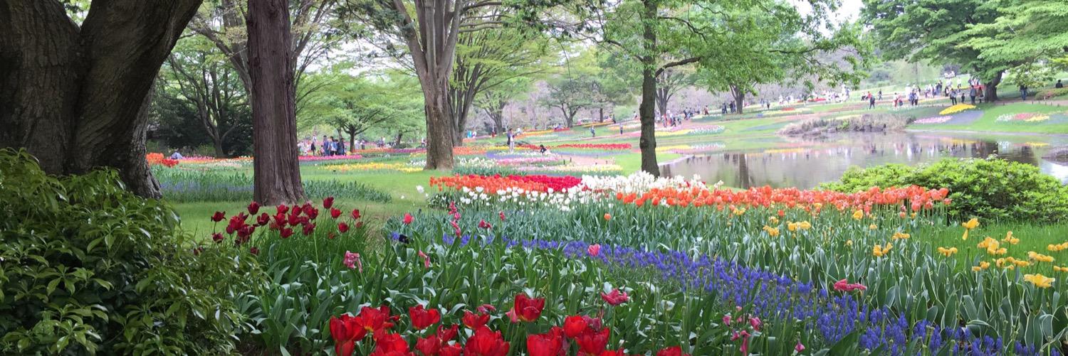 たんなるまいこ banner