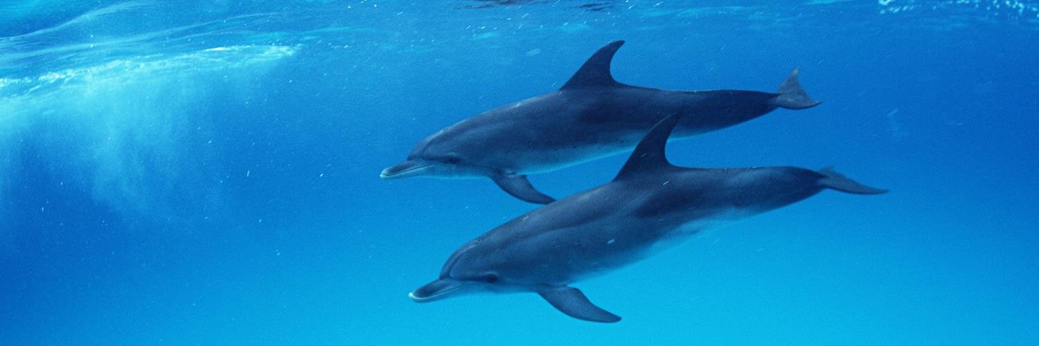 dolphin2005jc's profile banner image