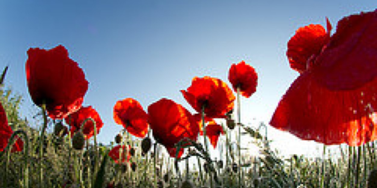 Russell Savory banner