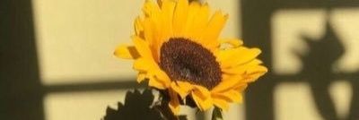 imseepiaメ🦋 banner