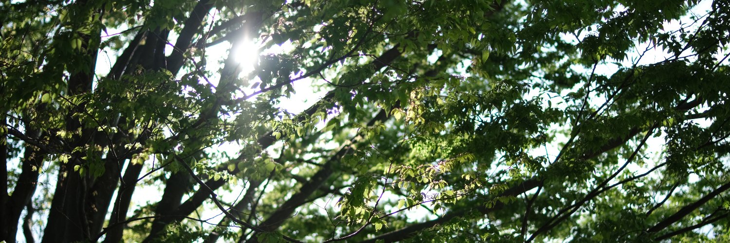 B_treefrog's profile banner image