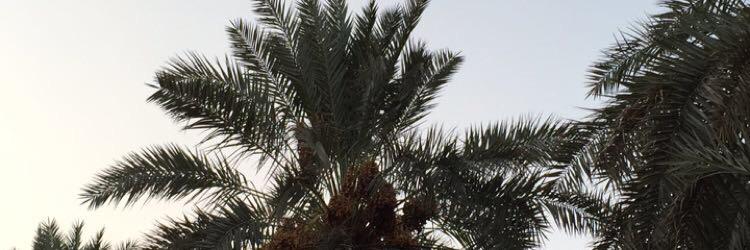 lovemefofo's profile banner image
