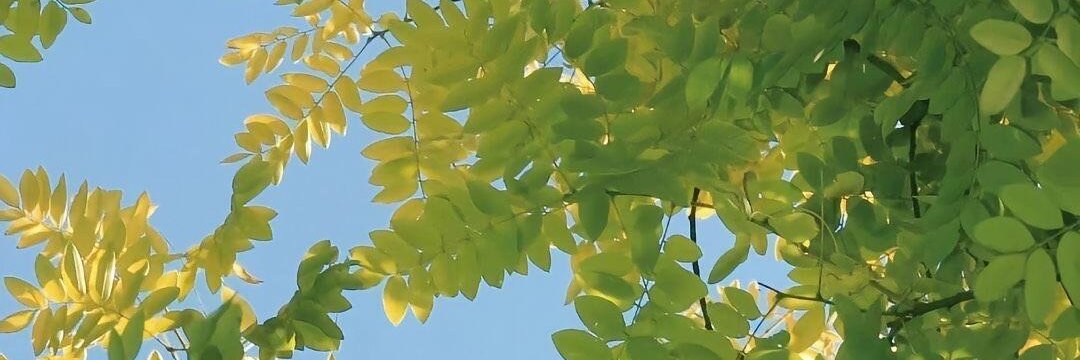 ゆうこ banner