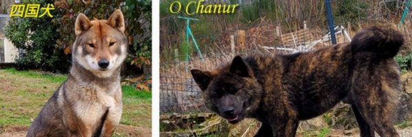 ChanurAkita Profile Banner