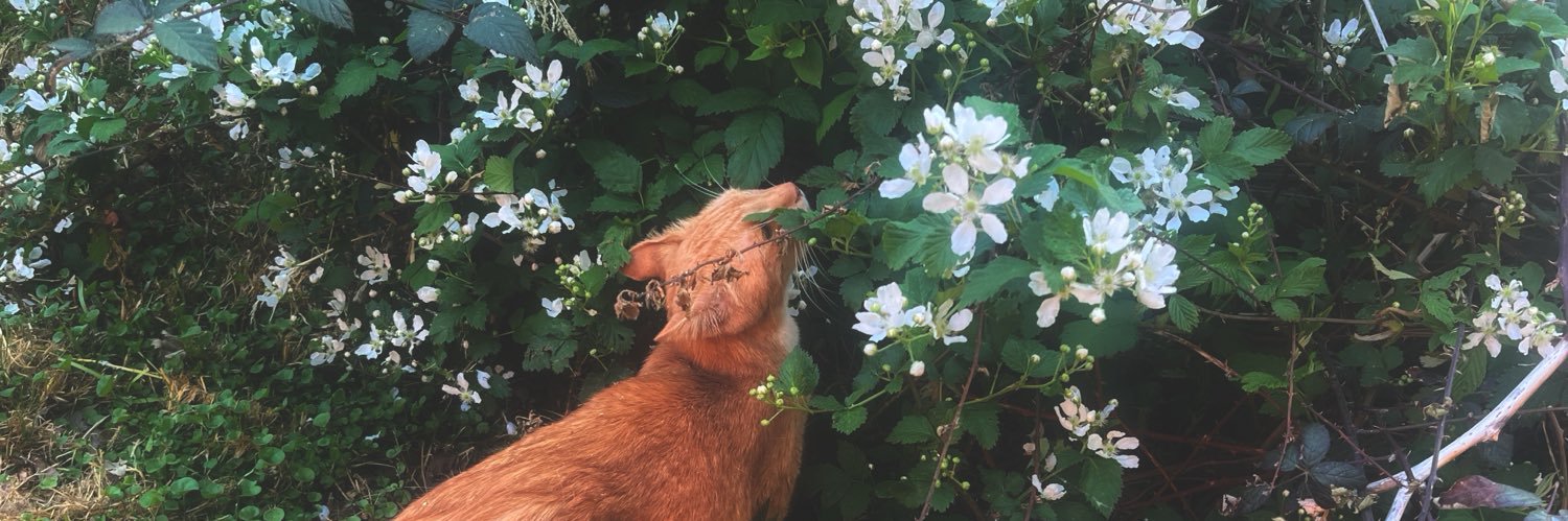 katrinaxsimon's profile banner image