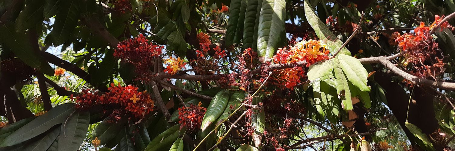 Sayee Girdhari banner