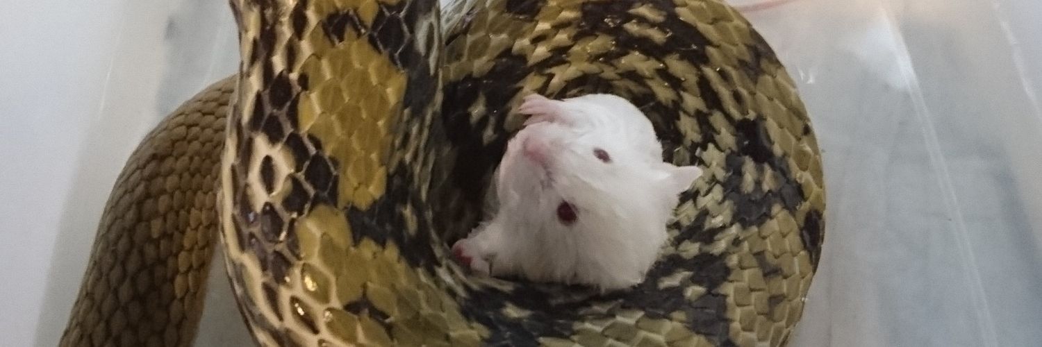 🌞銀冗涅槃桜(ぎんじょうねはんざくら) banner