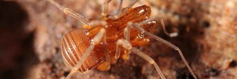 Abel Pérez González banner