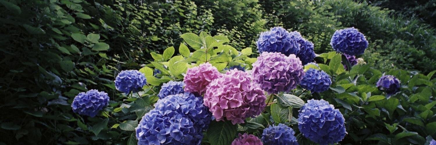 ananas_jp's profile banner image