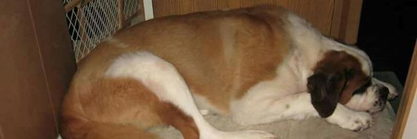 Homervillehound Profile Banner