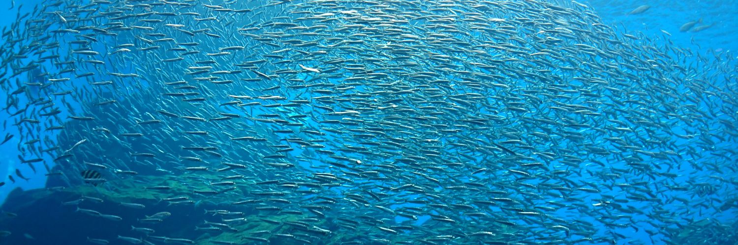 Coelacanth003's profile banner image
