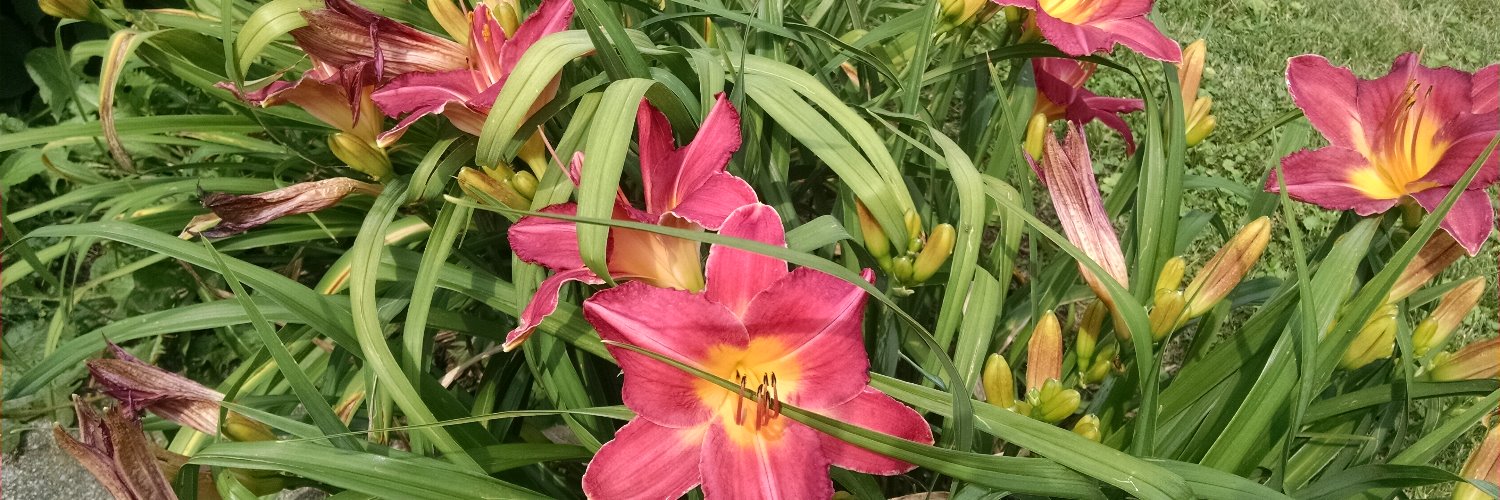 Natalie...WE'RE SEEING SENILITY & LUNACY, PERIOD!! banner