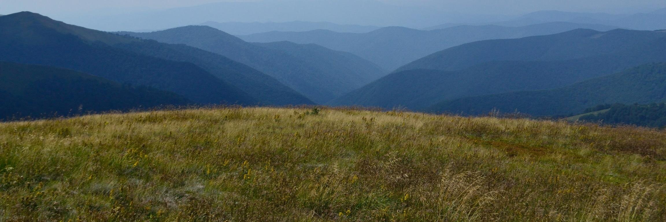 carpathiancatd's profile banner image