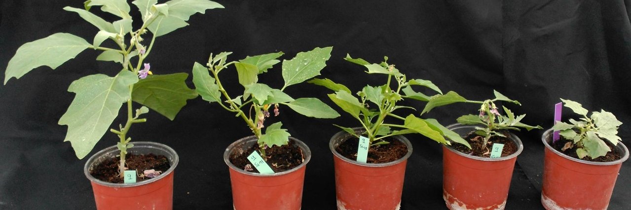 Jaime Prohens banner