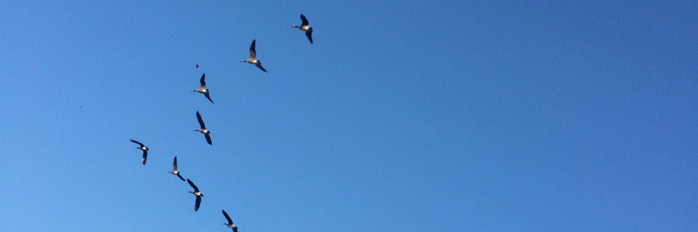 Tavleen Singh Aroor banner