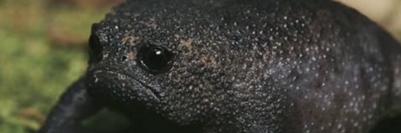 IamMamaduke's profile banner image