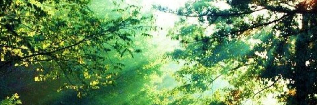 Fernix17's profile banner image