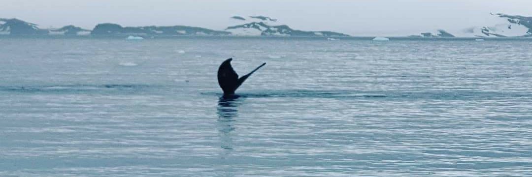 Claudia Andrade banner