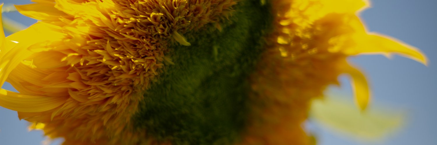 nilufercreative's profile banner image