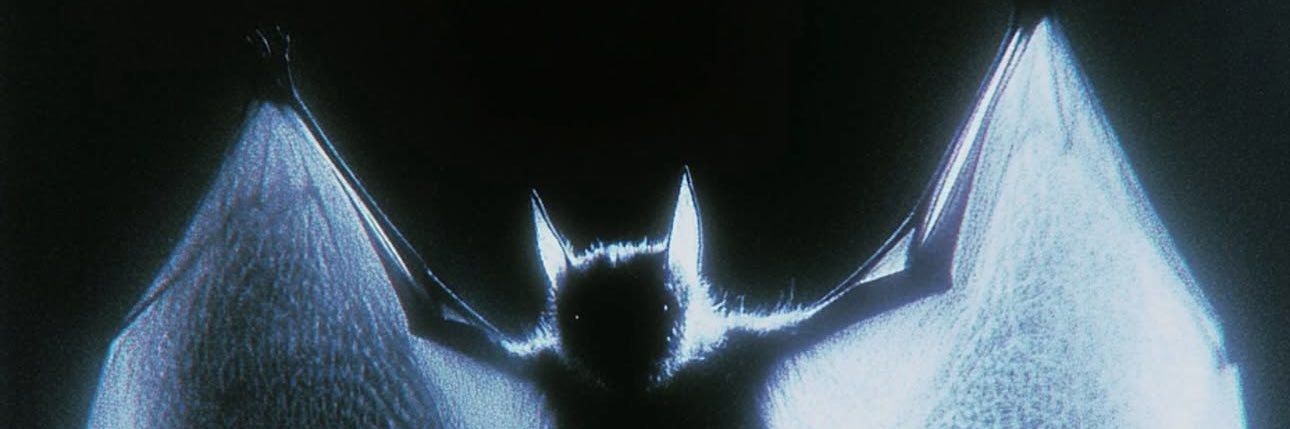 cureric's profile banner image