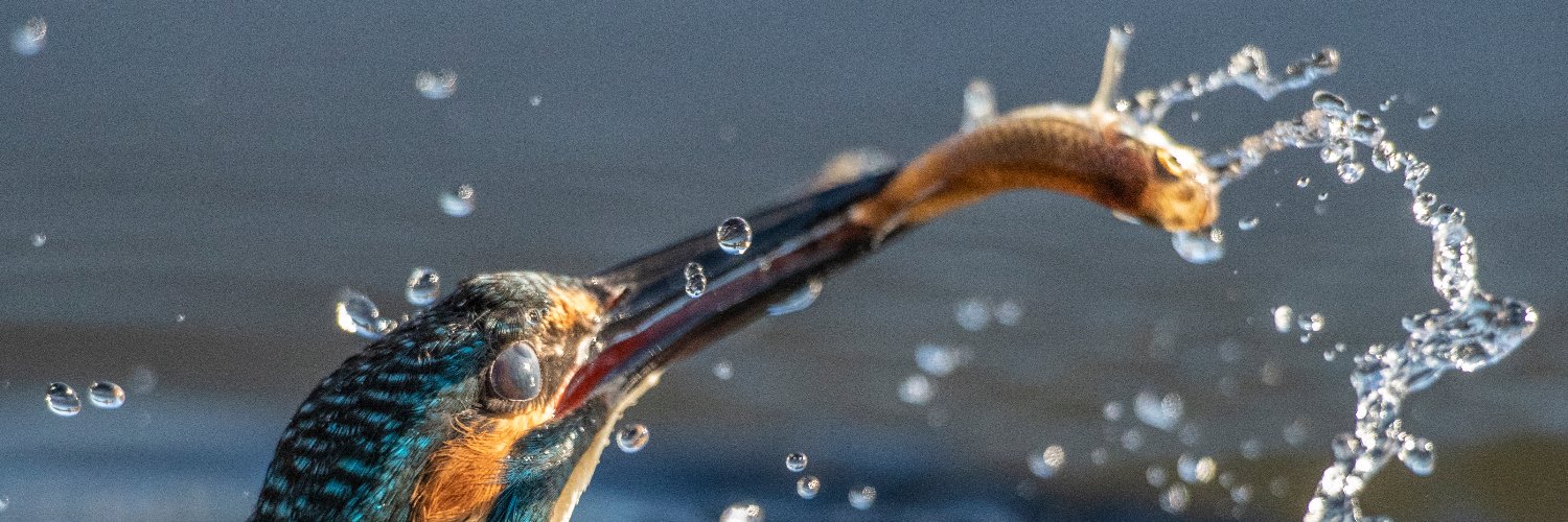 HISAOOSONO's profile banner image