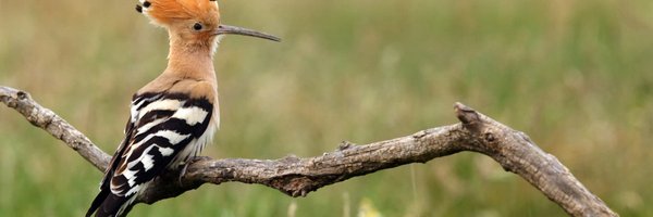 programmer3_14 Profile Banner