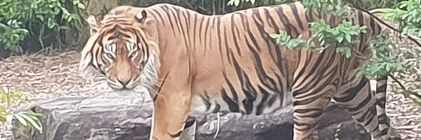 dav0idz Profile Banner