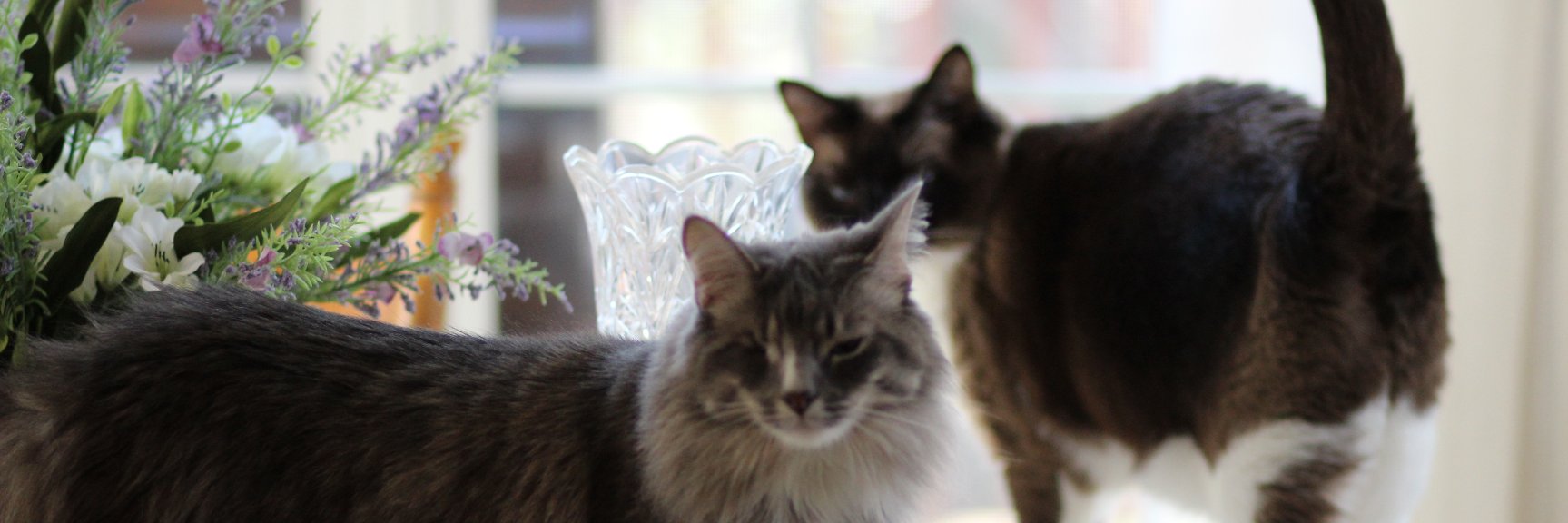wabbott's profile banner image
