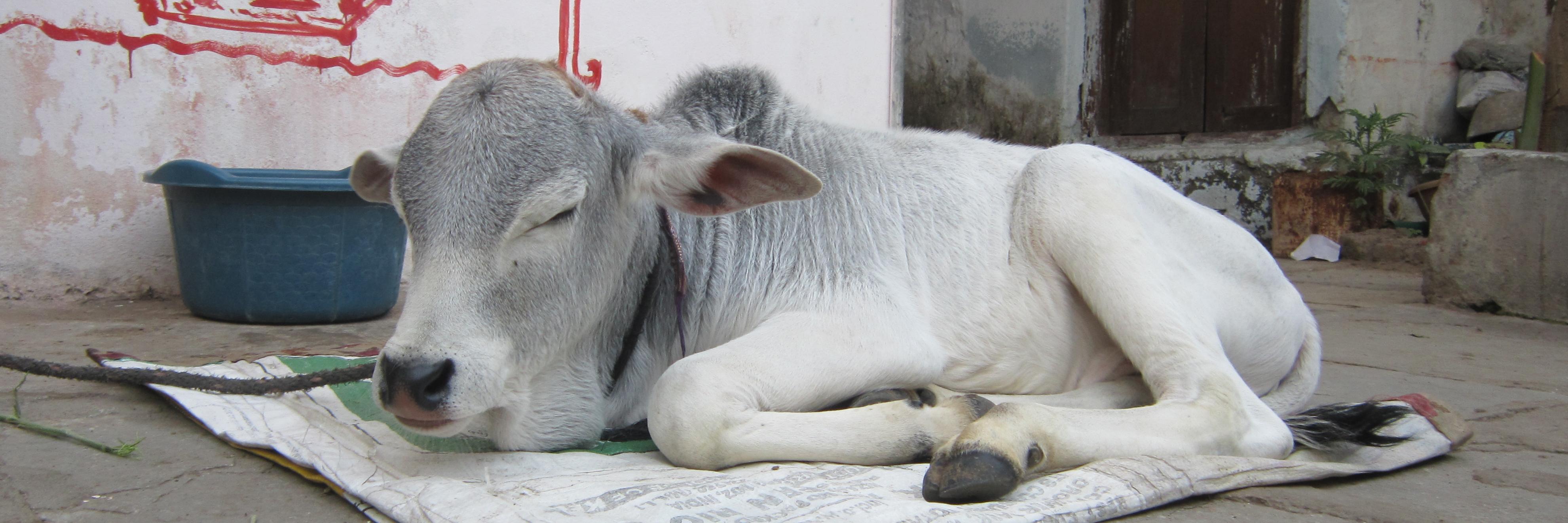 Akshay Morkhandikar 🇮🇳 banner