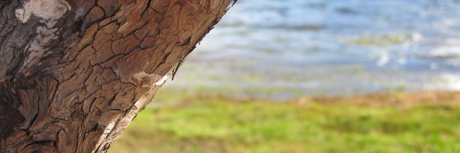 DesiLoeffel's profile banner image