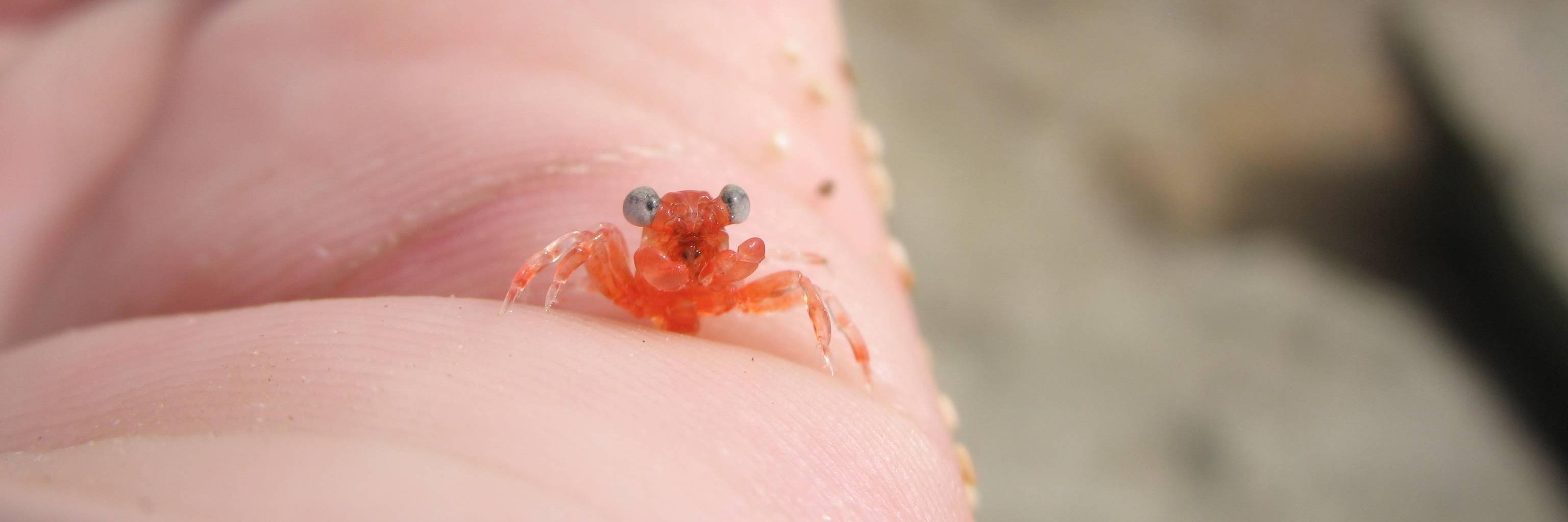 TinyAngryCrab's profile banner image