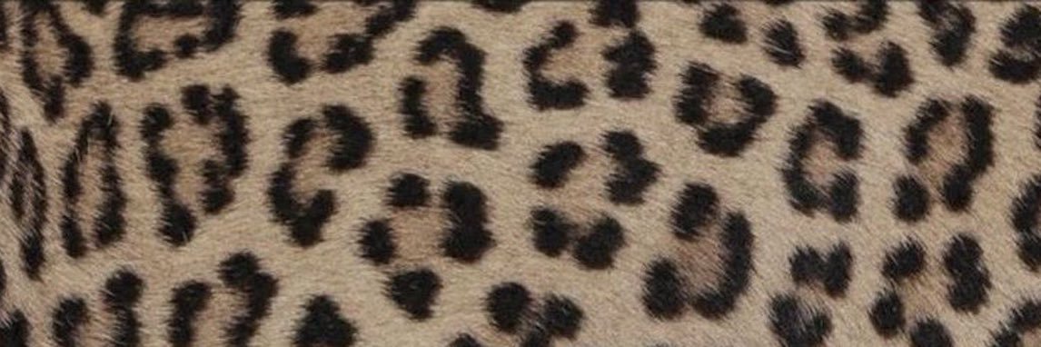 rayne ༺♡༻ banner