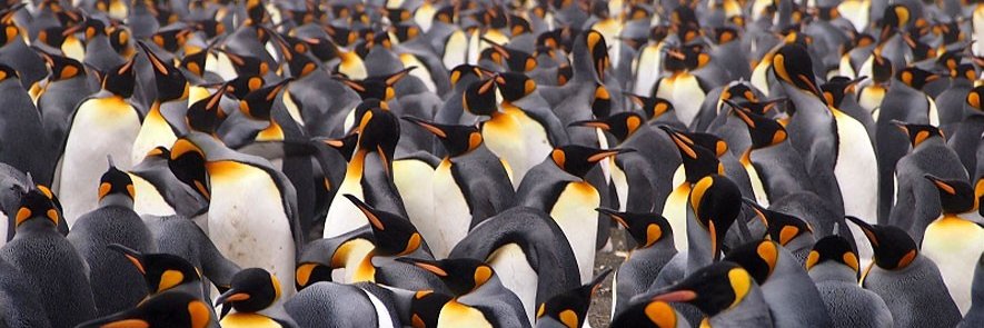 👀 𝓢𝓬𝓲𝓮𝓷𝔃𝓲𝓪𝓽𝓸 𝓼𝓸𝓬𝓲𝓪𝓵𝓮 🤔 banner