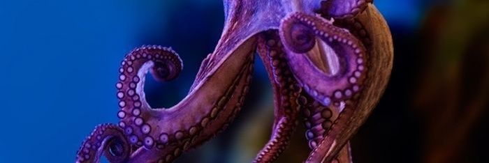_ninatd_'s profile banner image