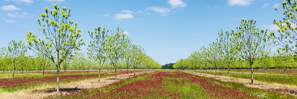 keeper_orchard Profile Banner