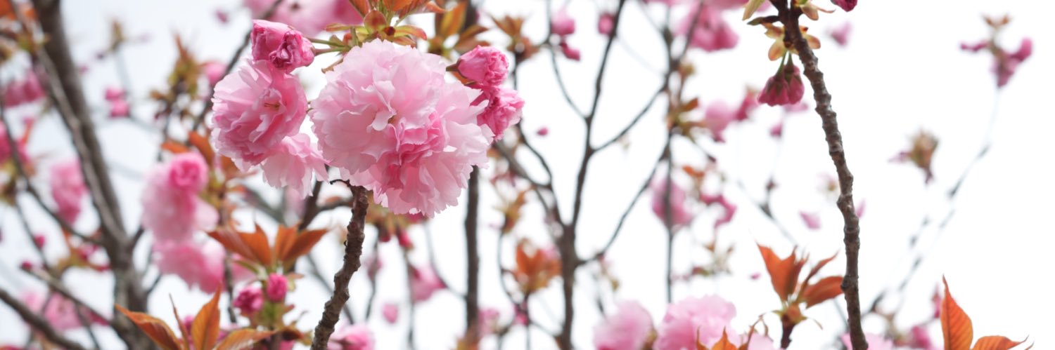 むらくも@お取引垢/固定ツイ有 banner