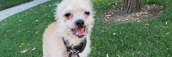 Razzed251 Profile Banner