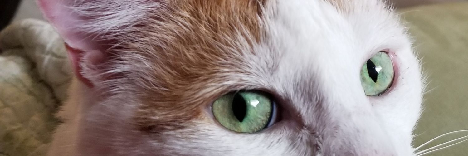 Queen Thicktoria, Esq. never writes pictures! banner