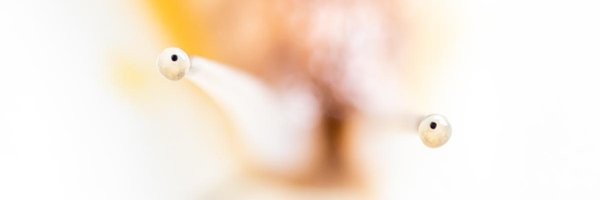 hdot_mokoriri Profile Banner