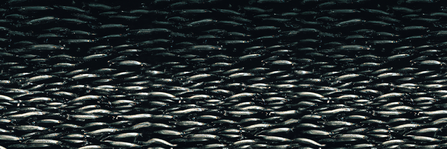 sardinard's profile banner image