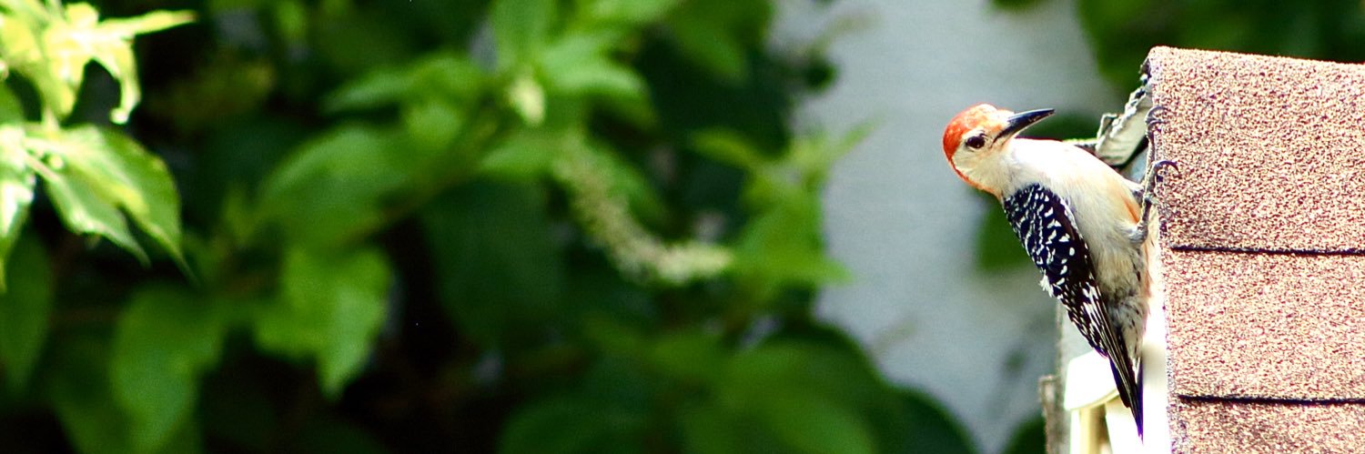 Yuschism's profile banner image
