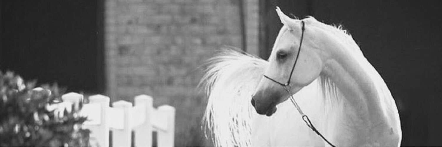 roun_alayed's profile banner image