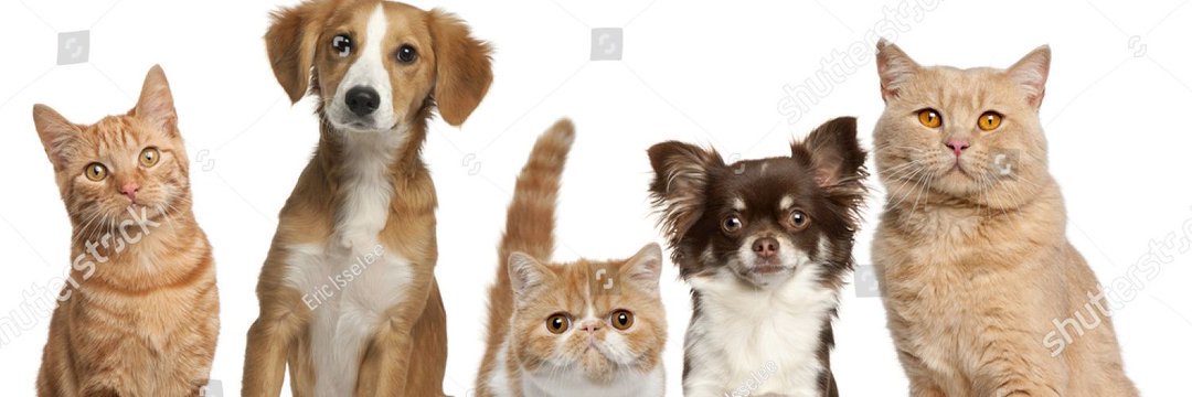 Grupo Ayuda Mascotas 🇻🇪🐾 banner