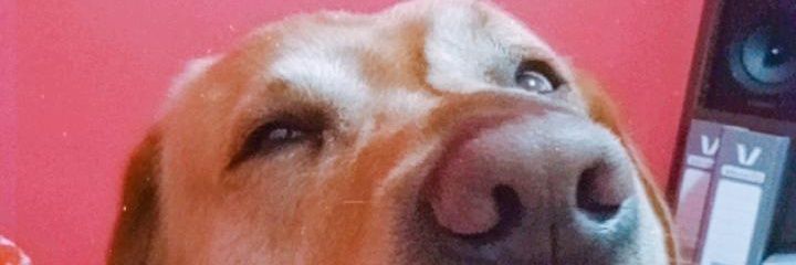 luz_elbaum's profile banner image