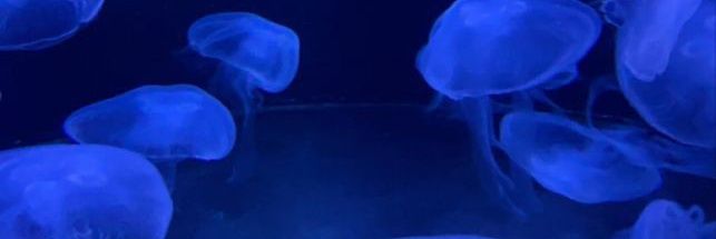 wen banner