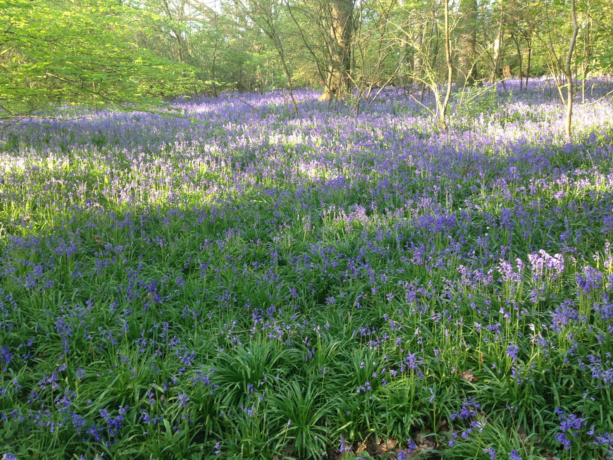 lyncrooks's profile banner image
